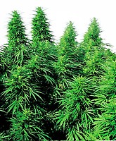 Ruderalis Skunk Regular Seeds - 10