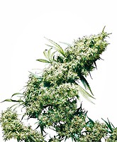 Jamaican Pearl Regular Seeds - 10