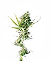 Durban Regular Seeds - 10