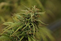 Neville's Skunk Regular Seeds - 18