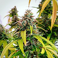 Strawberry Cough Feminised Seeds - Bulk x 100
