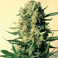 Critical Skunk Regular Seeds - 18