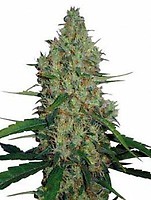 G13 Haze Regular Seeds - 18
