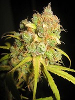 NL5 x Afghan Regular Seeds - 18