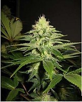 NL5 x Skunk Regular Seeds - 18