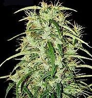 Skunk Haze Regular Seeds - 18