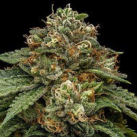 Bubble G Feminised Seeds - Bulk x 100