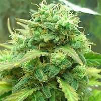 Black Jack Feminised Seeds - 5