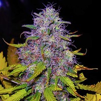 Jock Horror Feminised Seeds - 5