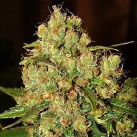Master Kush Feminised Seeds - 5