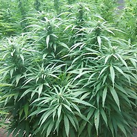White Rhino Feminised Seeds - 5