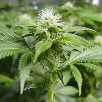 White Widow Feminised Seeds - 5