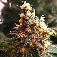 Jock Horror Auto Feminised Seeds - 5