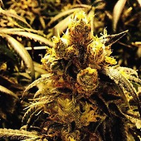 Bay Dream Regular Seeds - 10