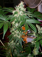 Chem Valley Kush Feminised Seeds - 6
