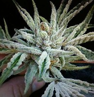 Buddha Tahoe OG Feminised Seeds - 6