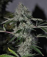 Chem 4 OG Feminised Seeds - 6