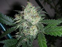 OGiesel Feminised Seeds - 6