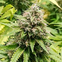 Trainwreck Feminised - Bulk x 100