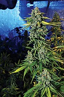 Blue Dream Haze Feminised Seeds - 6