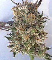 Coogies Regular Seeds - 10