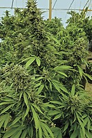 Chemdawg Feminised - Bulk x 100