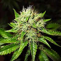 Lithium OG Kush Auto Feminised Seeds - 5