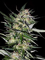 Collection #4 Feminised Seeds - 6