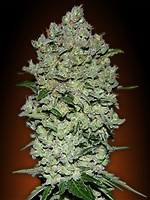 Collection #1 Auto Feminised Seeds - 6
