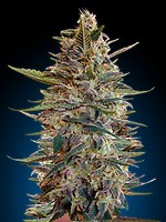 Collection #2 Auto Feminised Seeds - 6