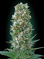 Collection #3 Auto Feminised Seeds - 6