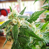 AK48 Auto Feminised Seeds - 5