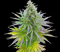 Blueberry Gum Feminised Seeds - 5