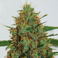 C99 Feminised Seeds - 5