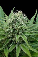 Raw Diesel Feminised Seeds - 5