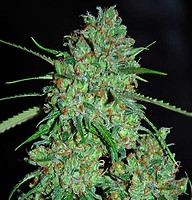 White Critical Feminised Seeds - 5
