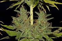 Cinderella 99 Feminised Seeds - Bulk x 100