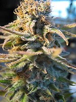 Early Skunk Feminised Seeds - Bulk x 100