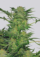 AK-48 Regular Seeds - 10