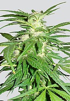 Aurora Indica Regular Seeds - 10