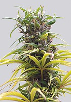 Hawaii Maui Waui Regular Seeds - 10