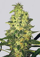 Super Skunk Regular Seeds - 10