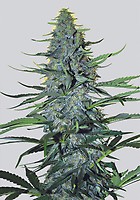 White Widow Regular Seeds - 10