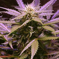 Lemon OG Haze Feminised Seeds - 5