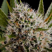 Lithium OG Kush Feminised Seeds - 5