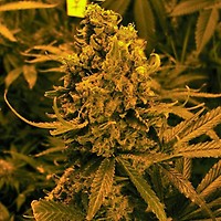 Blueberry Kush Auto Feminised Seeds - 5