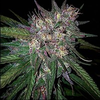 Bay Berry Regular Seeds - 10