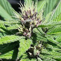 Bay Thunderbolt Regular Seeds - 10