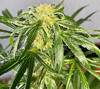 Jack Herer FAST Feminised Seeds - BULK x 100