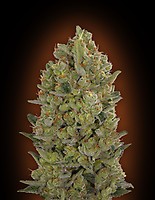 Female Collection #3 Feminised Seeds - 6